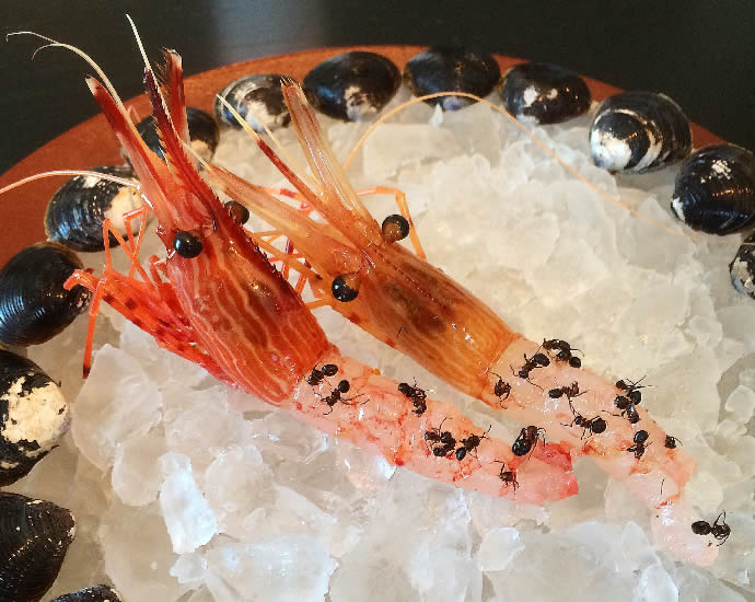 noma-japan-shrimp-ant